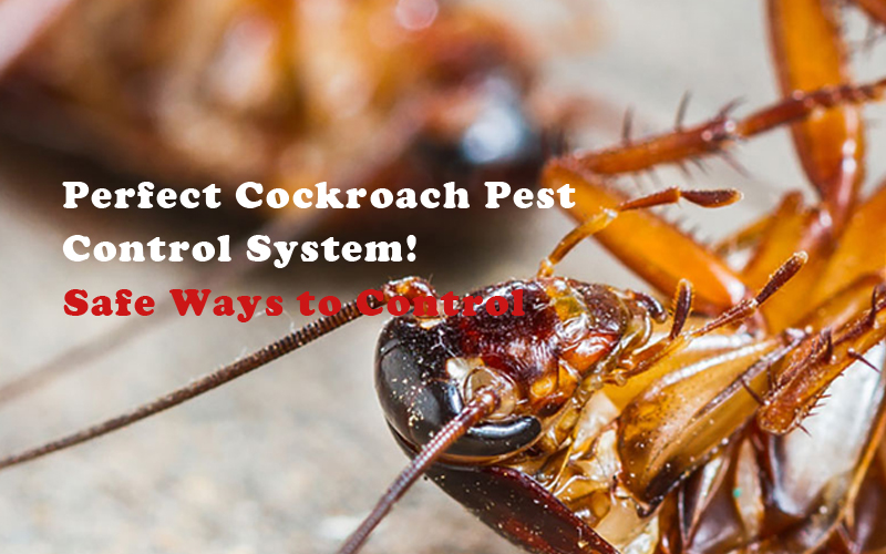 Cockroach Treatment Perth